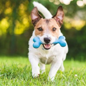 Pet Toys