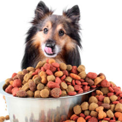 Dog Food